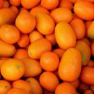 Kumquat Golden Orange Cumquats Kinkan Golden Tangerine Fruits - 200 Seeds Kumquat Golden Orange Cumquats Kinkan Golden Tangerine Fruits - 200 Seeds