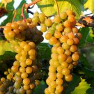 LaCrescent Golden Brown Grape - 100 Seeds