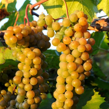 LaCrescent Golden Brown Grape - 100 Seeds