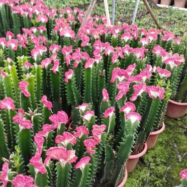 Lactea Bonsai - 100 Seeds