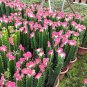Lactea Bonsai - 100 Seeds