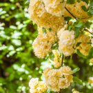 'Lady Banks' Yellow Climbing Rose Flower - 50 Seeds 'Lady Banks' Yellow Climbing Rose Flower - 50 Seeds