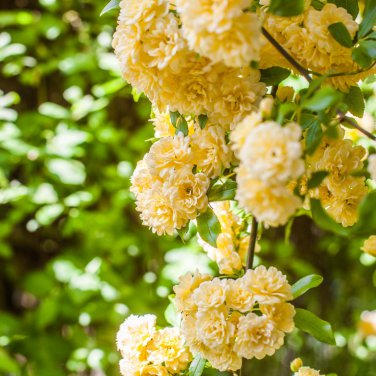 'Lady Banks' Yellow Climbing Rose Flower - 50 Seeds