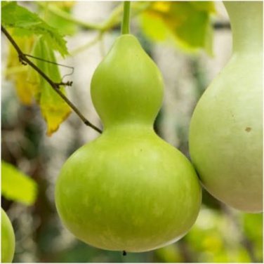 Lagenaria Siceraria Big Wine Spoon Bottle Gourd - 5 Seeds
