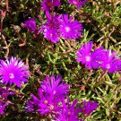 Lampranthus spectabilis Flaw Aizoaceae Perennial Evergreen Plants - 50 Seeds
