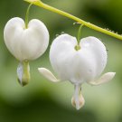 Lamprocapnos spectabilis Mixed Bleeding Heart Perennial Herbs Flower - 5 Seeds Lamprocapnos spectabilis Mixed Bleeding Heart Perennial Herbs Flower - 5 Seeds