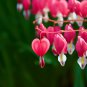 Lamprocapnos spectabilis Mixed Bleeding Heart Perennial Herbs Flower - 5 Seeds