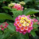Lantana Camara Perennial Big Wild Sage Flower - 10 Seeds Lantana Camara Perennial Big Wild Sage Flower - 10 Seeds