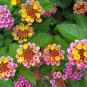 Lantana Camara Perennial Big Wild Sage Flower - 10 Seeds