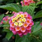 Lantana Camara Perennial Big Wild Sage Flower - 10 Seeds