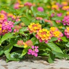 Lantana Camara Perennial Bonsai Flowers - 20 Seeds