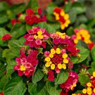 Lantana Mixed - 20 Seeds