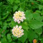 Lantana Mixed - 20 Seeds