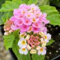Lantana Mixed - 20 Seeds