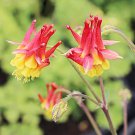 'lantern' Brown Orange Aquilegia Columbine Garden Perennial Flowers - 50 Seeds 'lantern' Brown Orange Aquilegia Columbine Garden Perennial Flowers - 50 Seeds