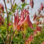 'lantern' Brown Orange Aquilegia Columbine Garden Perennial Flowers - 50 Seeds