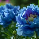 'Lanxing' Blue Silky Wavy Peony Flower - 5 Seeds