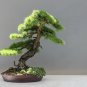 Larch Bonsai Larix Tree Bonsai New Arrival Home Garden Plant - 100 Seeds
