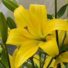 Large Bonsai Lilium Flower - 200 Seeds