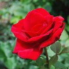Large Feral Red Rose Flower - 50 Seeds Large Feral Red Rose Flower - 50 Seeds