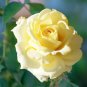 Large Light Rose Flower - 50 Seeds