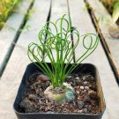 Latifolia Spring Grass Bonsai Albuca Namaquensis Spiral Grass Bonsai - 100 Seeds Latifolia Spring Grass Bonsai Albuca Namaquensis Spiral Grass Bonsai - 100 Seeds