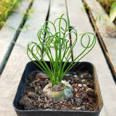 Latifolia Spring Grass Bonsai Albuca Namaquensis Spiral Grass Bonsai - 100 Seeds