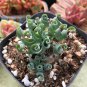 Latifolia Spring Grass Bonsai Albuca Namaquensis Spiral Grass Bonsai - 100 Seeds