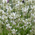 Lavandula angustifolia White Lavender Flower - 200 Seeds Lavandula angustifolia White Lavender Flower - 200 Seeds