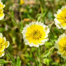 Layia Elegans Garden Flowers - 30 Seeds