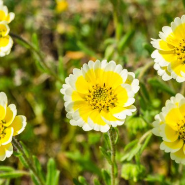 Layia Elegans Garden Flowers - 30 Seeds