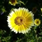 Layia Elegans Garden Flowers - 30 Seeds