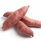 Leguminosae sweet potato - 100 Seeds