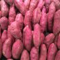 Leguminosae sweet potato - 100 Seeds