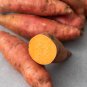 Leguminosae sweet potato - 100 Seeds