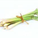 Lemon Grass Seeds Herb Edible Lemongrass Kitchen Vegetable - 400 Seeds Lemon Grass Seeds Herb Edible Lemongrass Kitchen Vegetable - 400 Seeds