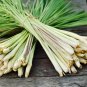 Lemon Grass Seeds Herb Edible Lemongrass Kitchen Vegetable - 400 Seeds