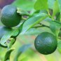 Lemon Mexican Green Fruit Tree - 20 Seeds