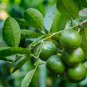Lemon Mexican Green Fruit Tree - 20 Seeds