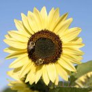 Lemon Queen Sunflower Helianthus annuus - 20 Seeds