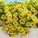 Lemon Slice Superbells Calibrachoa Petunia Annual Flower - 100 Seeds Lemon Slice Superbells Calibrachoa Petunia Annual Flower - 100 Seeds