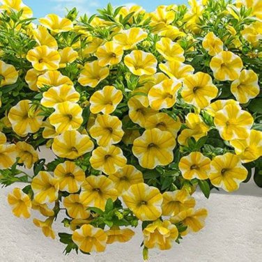 Lemon Slice Superbells Calibrachoa Petunia Annual Flower - 100 Seeds
