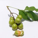 Lemon Sweet Spanish Lime Tree - 10 Seeds Lemon Sweet Spanish Lime Tree - 10 Seeds