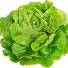 Lettuce 'Tomy Thumb' Organic Vegetable - 500 Seeds Lettuce 'Tomy Thumb' Organic Vegetable - 500 Seeds