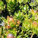 Leucadendron STROBILINUM Garden Ornamental Plants - 5 Seeds Leucadendron STROBILINUM Garden Ornamental Plants - 5 Seeds