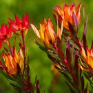 Leucadendro Succulents Garden Plants - 5 Seeds Leucadendro Succulents Garden Plants - 5 Seeds