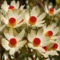 Leucadendro Succulents Garden Plants - 5 Seeds