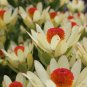 Leucadendro Succulents Garden Plants - 5 Seeds