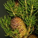 Leucadendron TERETIFOLIUM Garden Ornamental Plants - 5 Seeds
