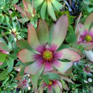 Leucadendron TINCTUM Garden Ornamental Plants - 5 Seeds Leucadendron TINCTUM Garden Ornamental Plants - 5 Seeds